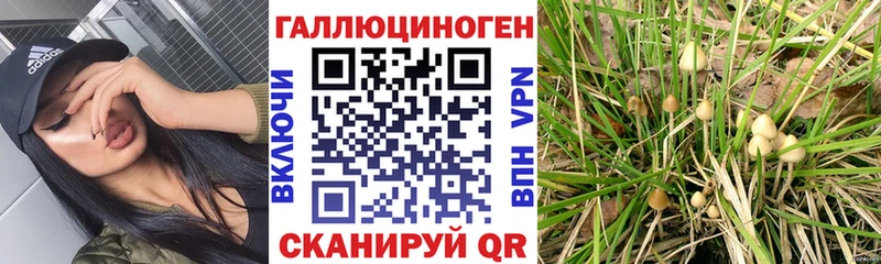 где можно купить   Кирс  Псилоцибиновые грибы ЛСД 